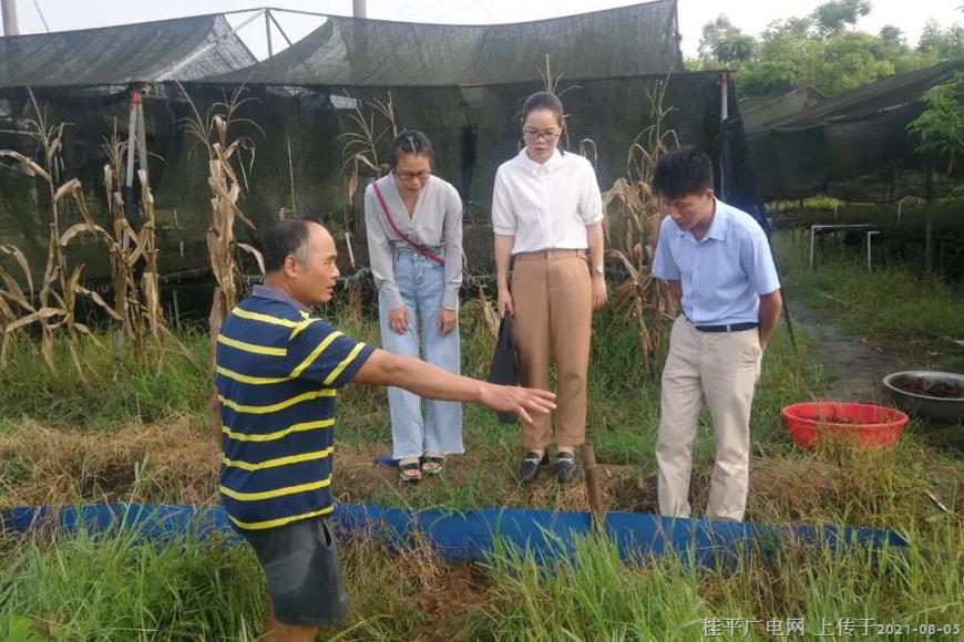 桂平市江口镇: 探索稻虾养殖新模式 助力群众增收致富