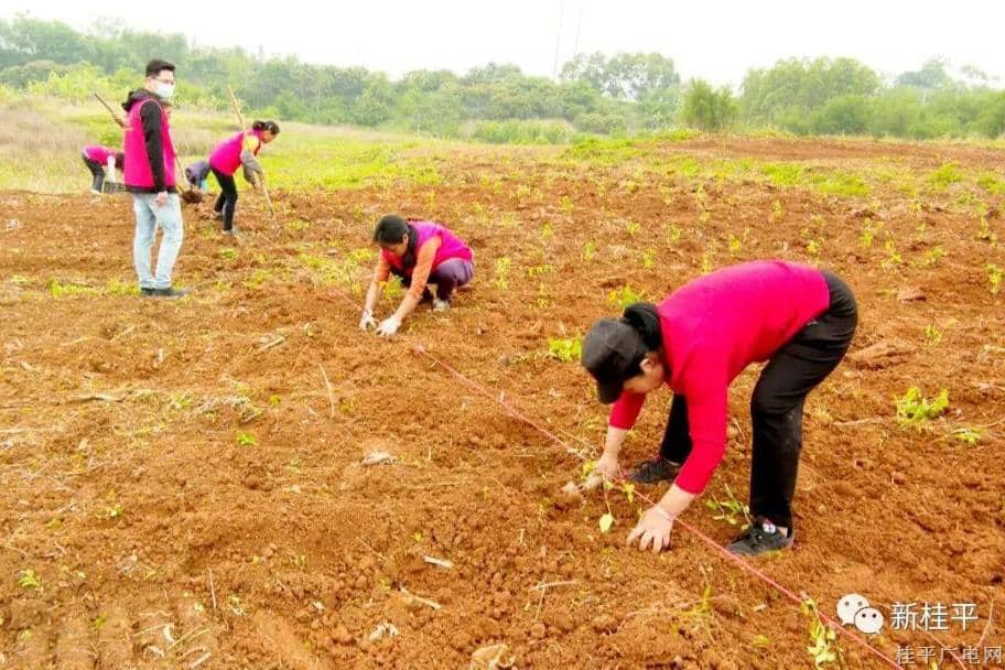 桂平市社步镇：撂荒山变“金银山” 致富花开满产业道路