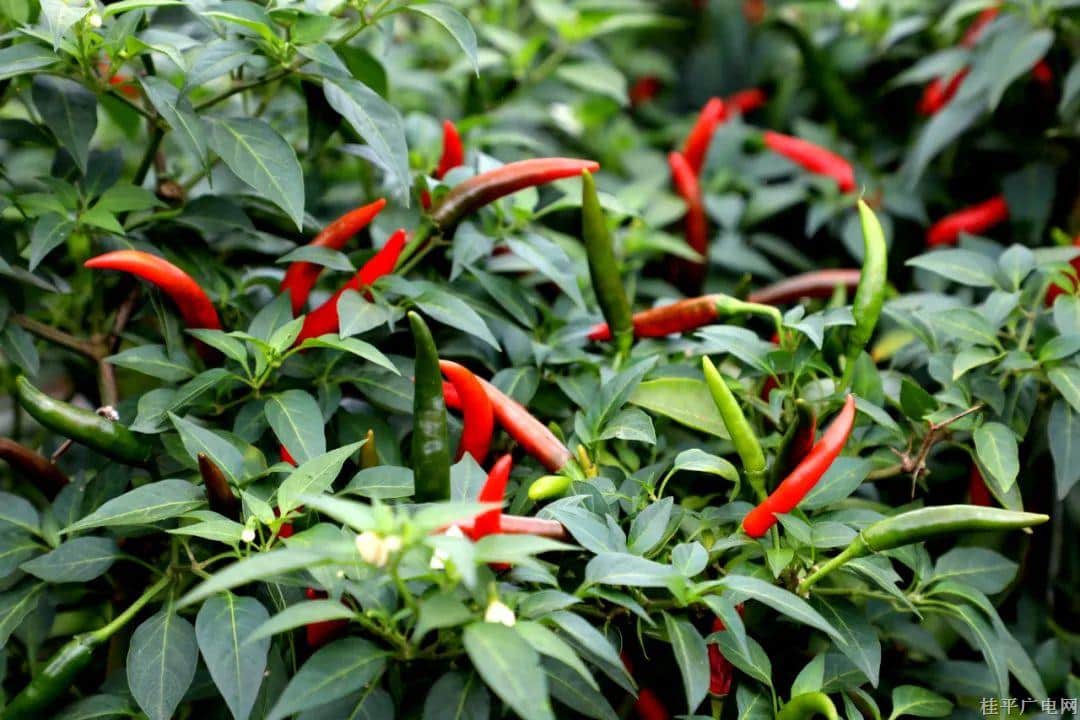 桂平市罗播乡：撂荒地种植辣椒 铺就红火致富路