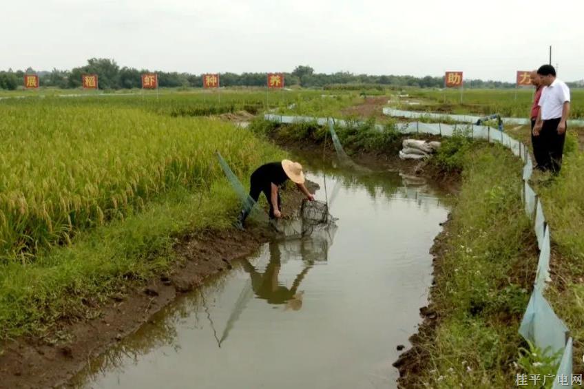 桂平市马皮乡积极推进“稻+虾”生态种养 1600亩稻虾田有望稻虾双丰收