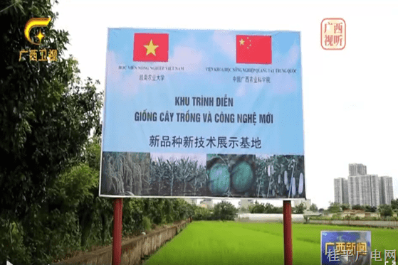 【大道同行 丝路共鸣】农业合作结硕果 桂越开创新格局
