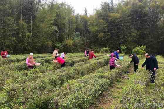 茶香四溢采摘忙 助农增收笑开颜