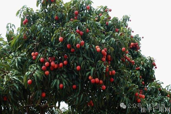 自带仙气的麻垌荔枝｜大洋镇这个果园鸡肥荔枝甜！